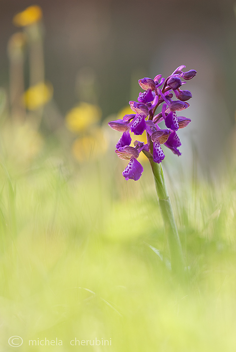 orchis morio